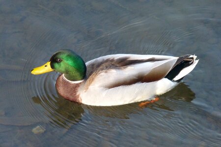 Lake wild birds pen photo