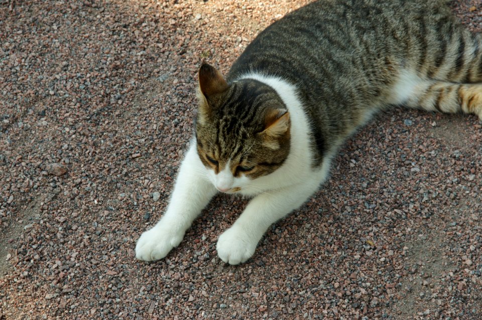 DSC03118