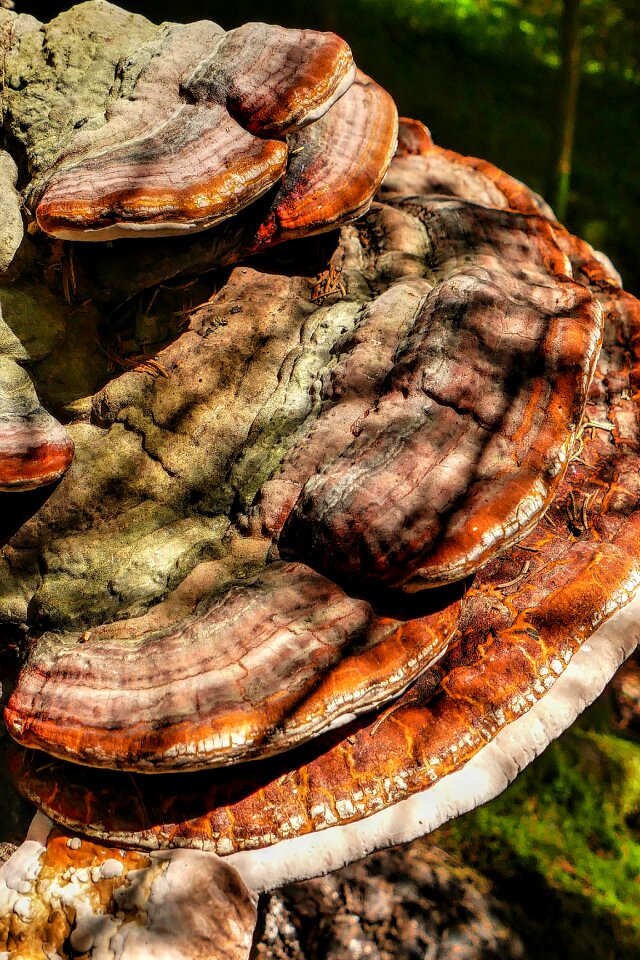 Huge brown baumschwamm