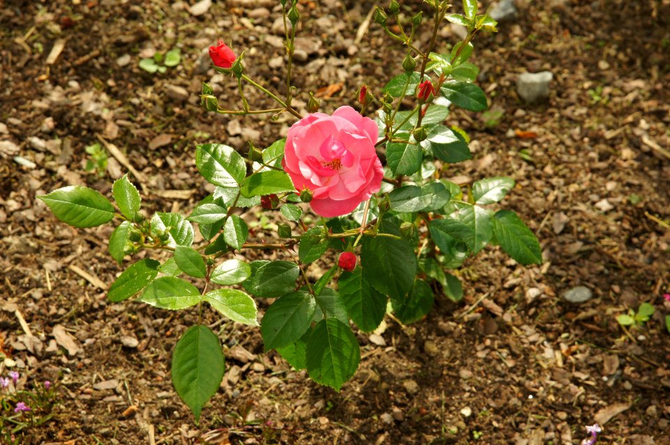 DSC02930