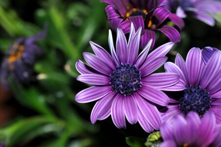 Nature beautiful flower purple
