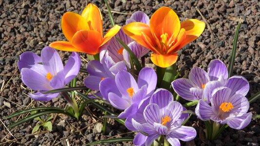 Orange tulip flowering šafrány spring flowers