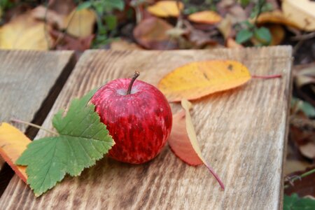 Fruit red apple green apple