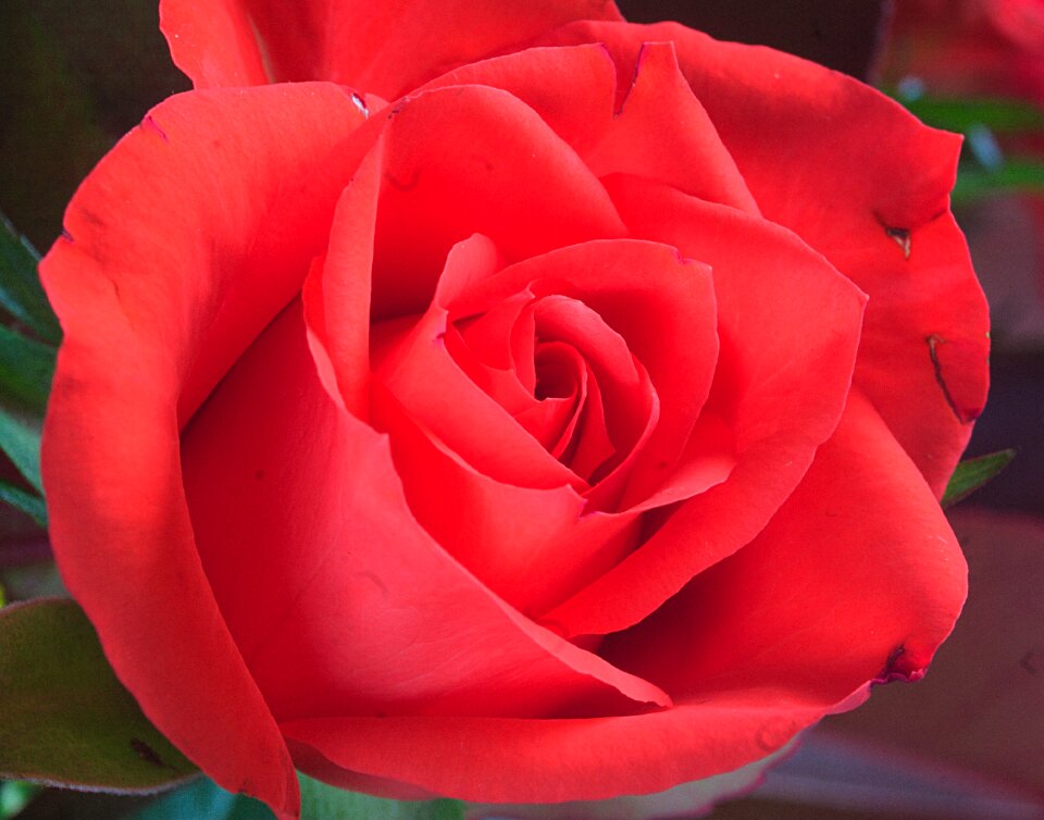Love petal one