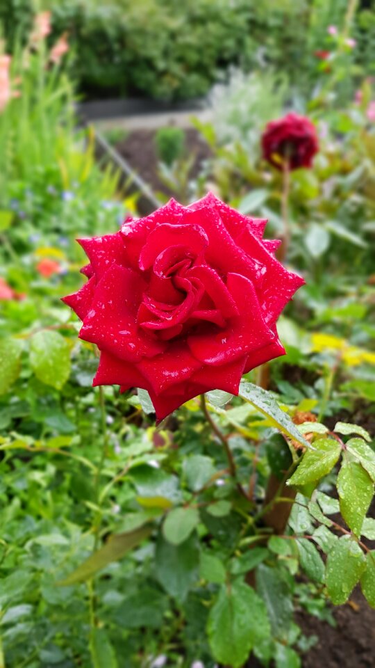 Garden flowers garden flower bright flowers