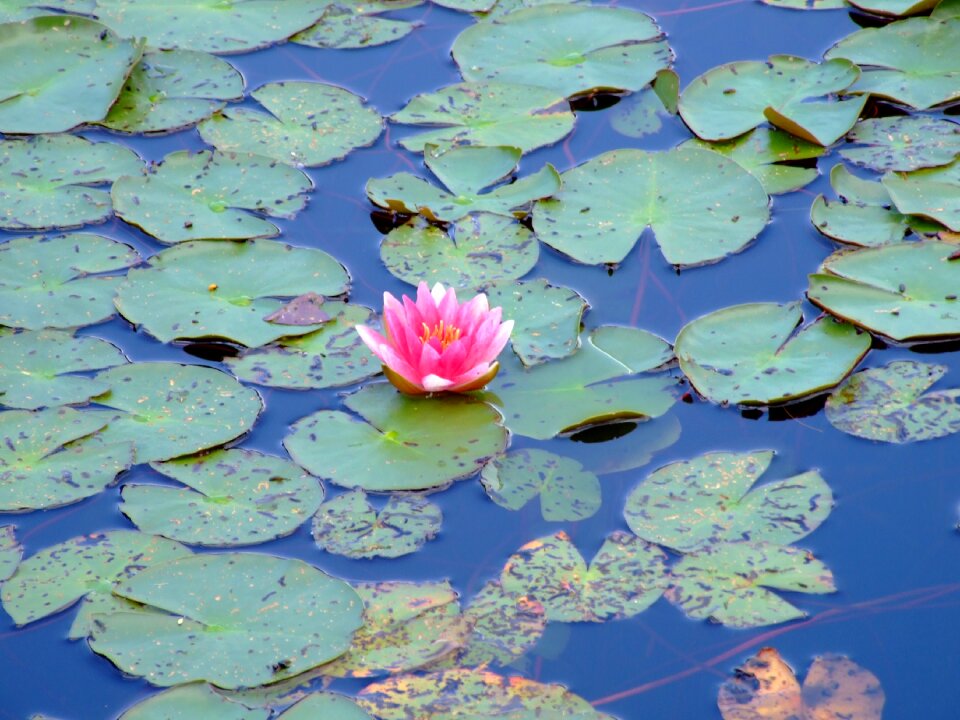 Lily lotus aqua table