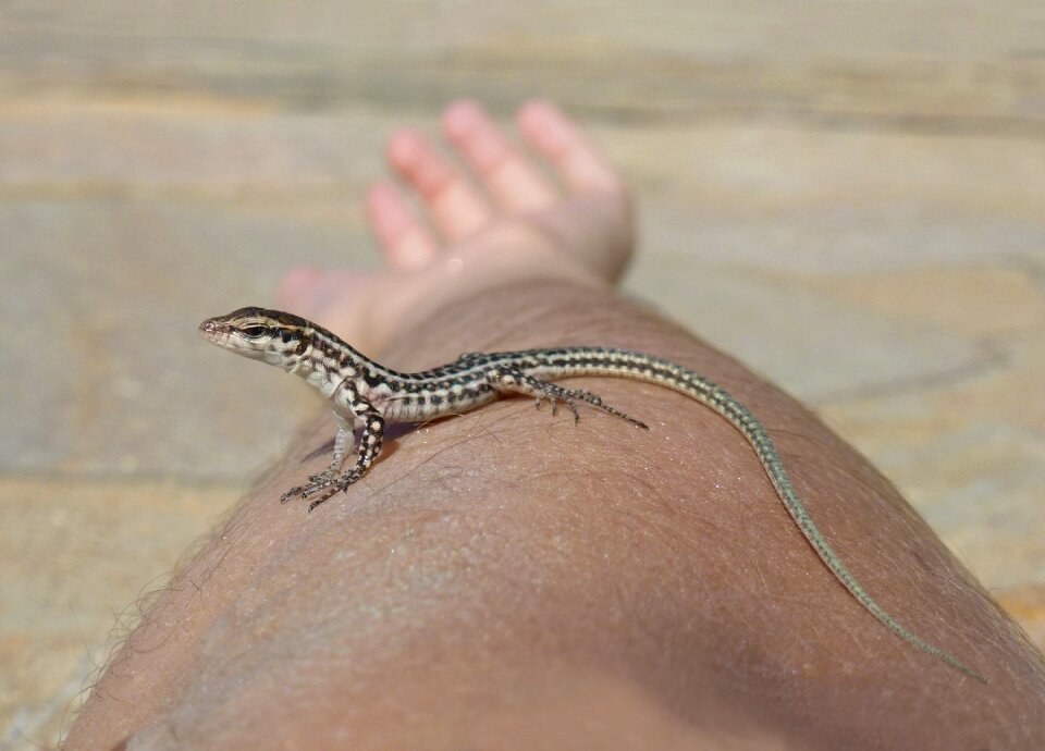 Curious animal reptile