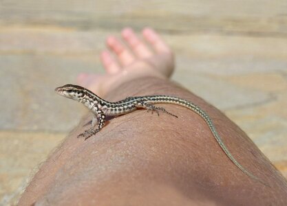 Curious animal reptile