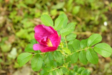 DSC02530