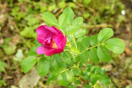 DSC02531