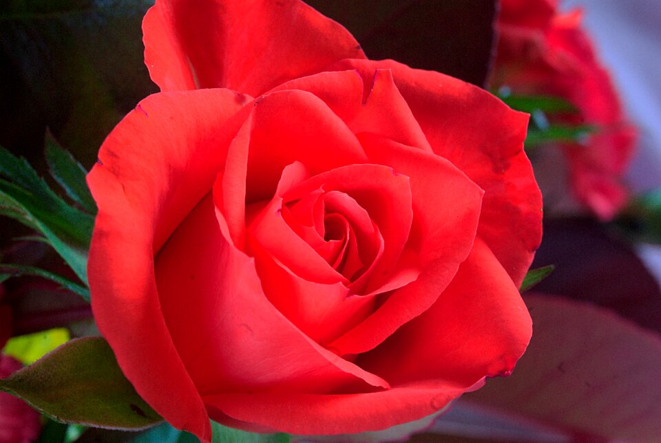 Fresh petal nature