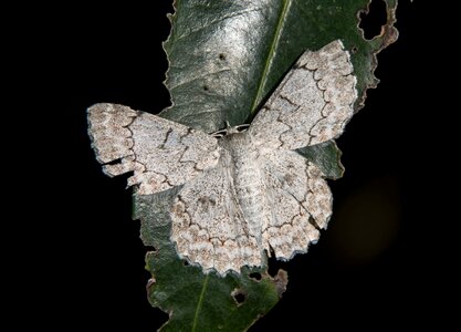 White black lacy photo