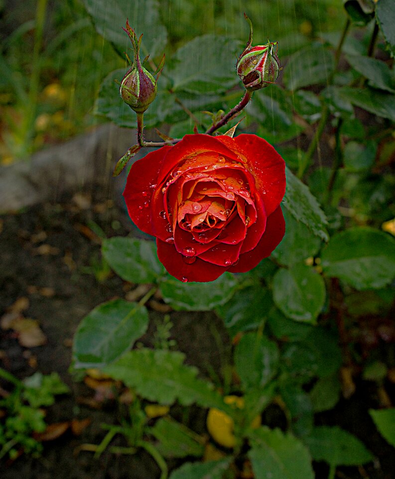 Autumn garden rain