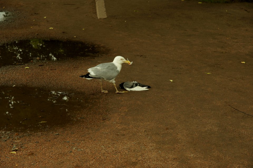 DSC02218