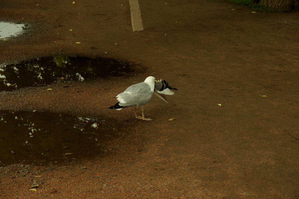DSC02219