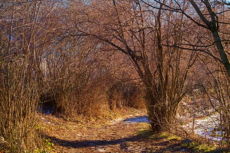Tree wood landscape