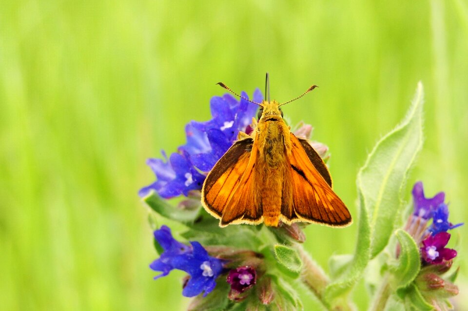 Butterfly day insect butterfly