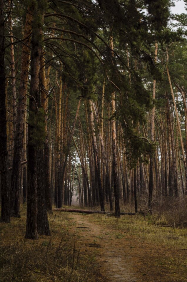 Path branch landscape