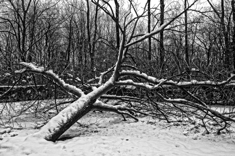 Winter snow laden snow photo