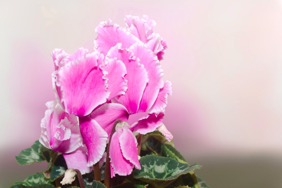 Bloom flower nature