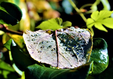 Dew plant plants