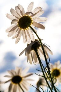 Bloom nature close up