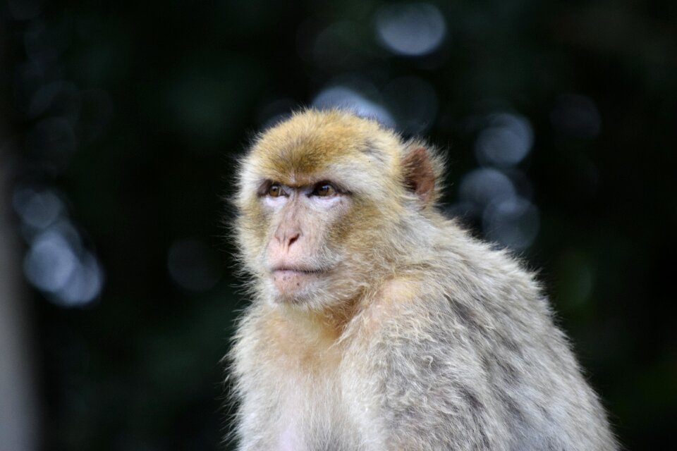 Prosimians species of primate cute