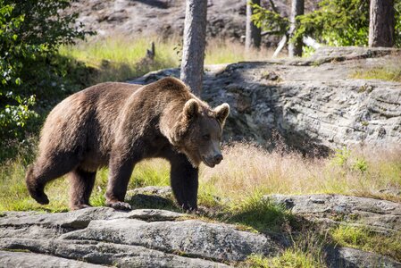 Teddy bear bjønn the norwegian bear