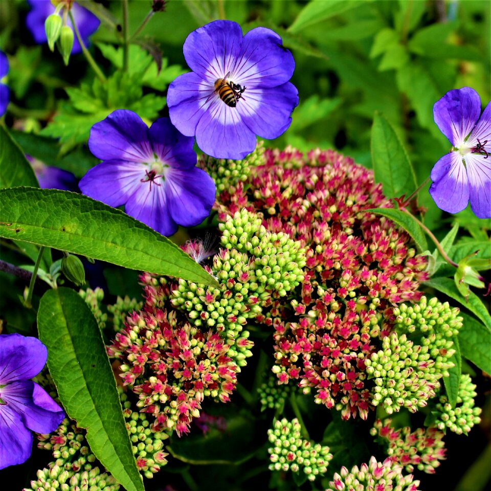 Hylotelephium neva flower