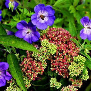 Hylotelephium neva flower
