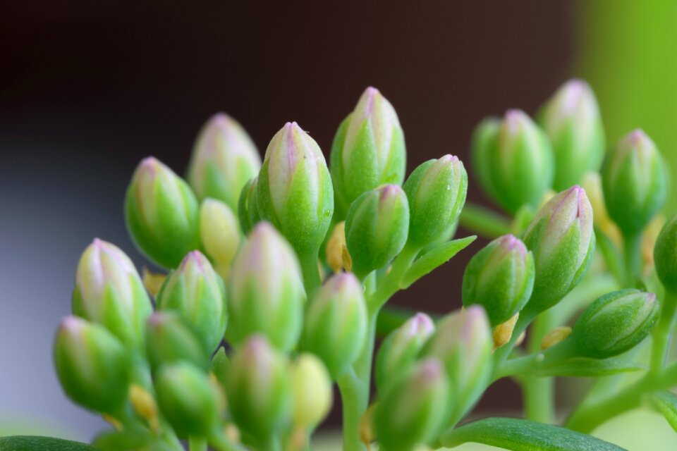 Green inflorescence macro