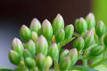 Green inflorescence macro