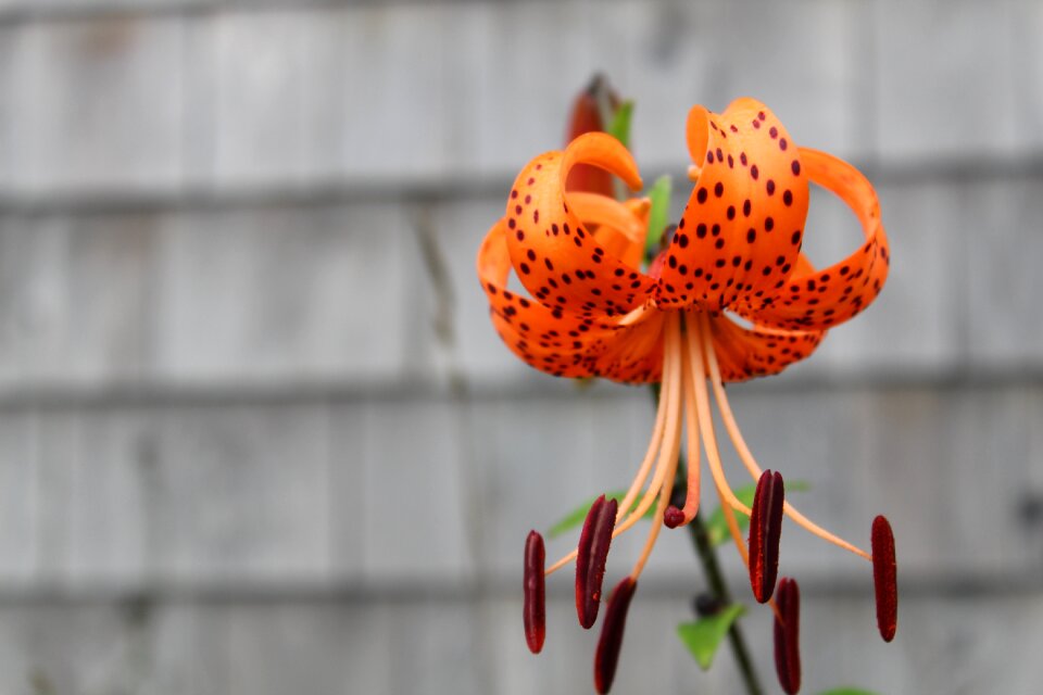Lily texture orange