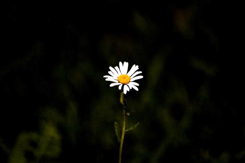 Flower close up white