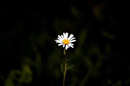 Flower close up white photo