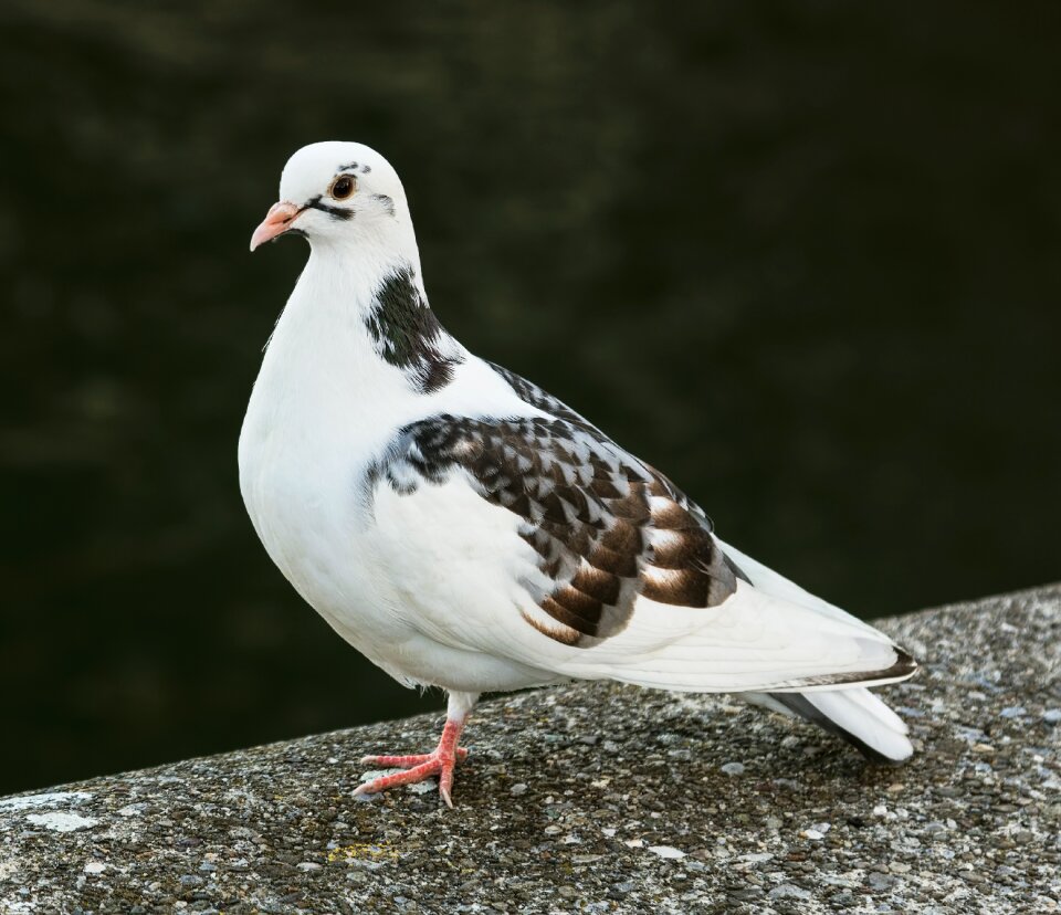 Pigeon bird beak photo