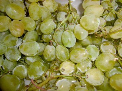 Fruit winegrowing vine photo