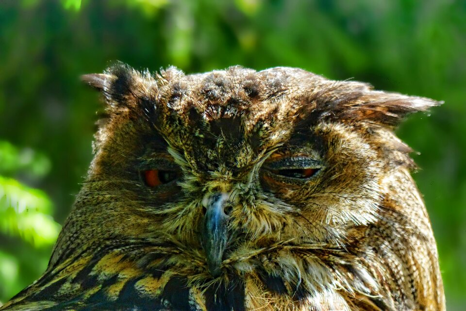 Owl eagle owl animal