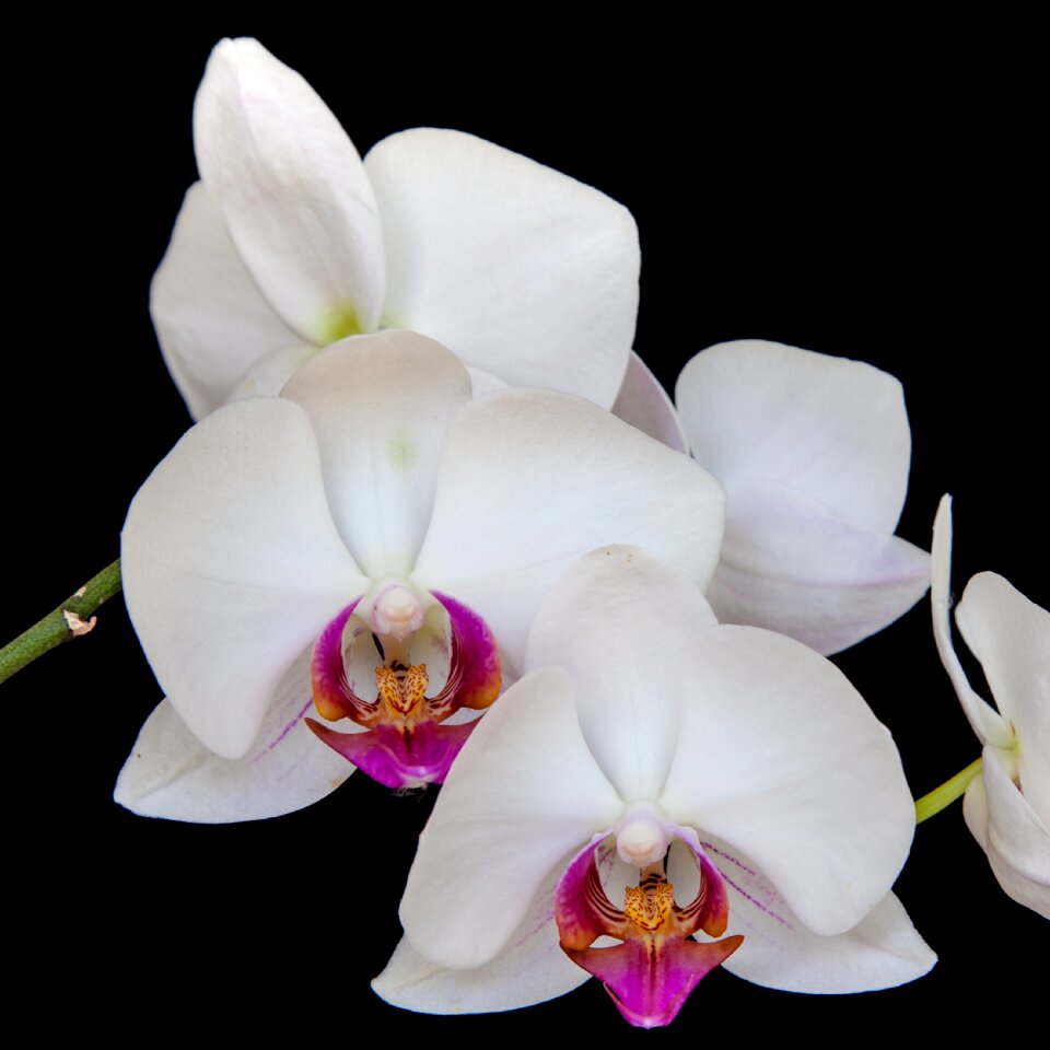 Plant flower close up