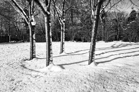Snow circle of trees four trees photo