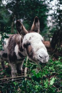 Animal outdoor nature