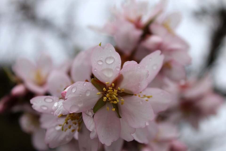 Flower almond tree Free photos