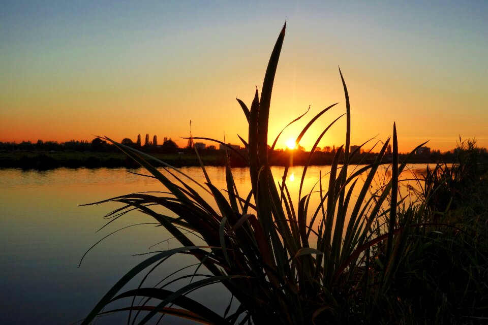 Vegetation glow golden glow