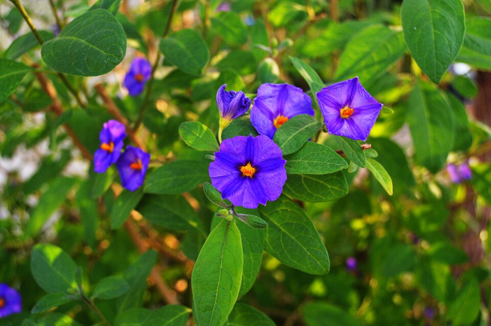 Purple flower ornamental plant beautiful