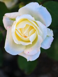 Bloom white roses flower