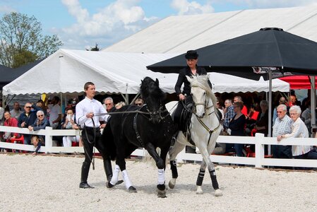 Horse sport jumper