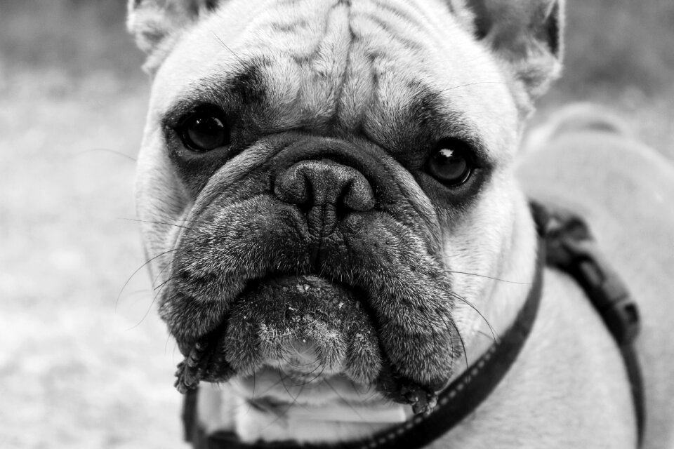 English bulldog french bulldog animals photo