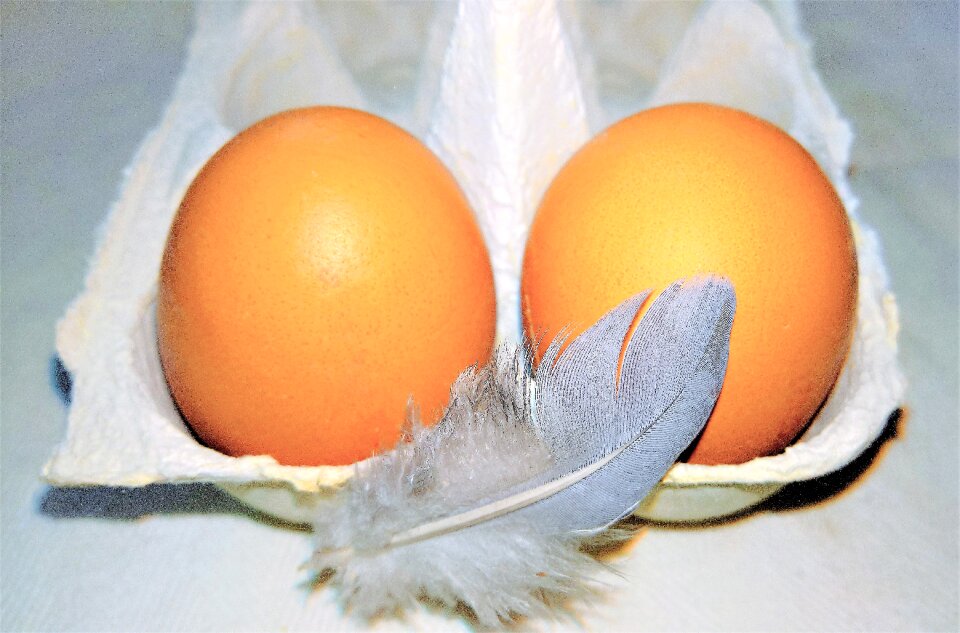 Food bird feather decoration