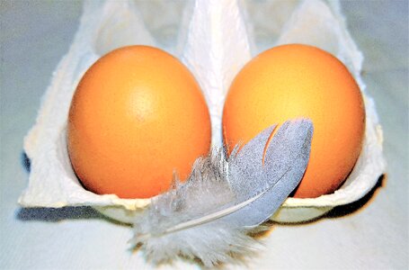 Food bird feather decoration