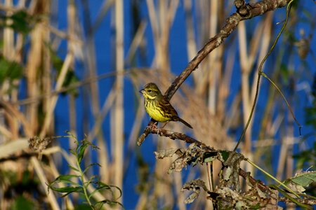 Grass wood bird photo